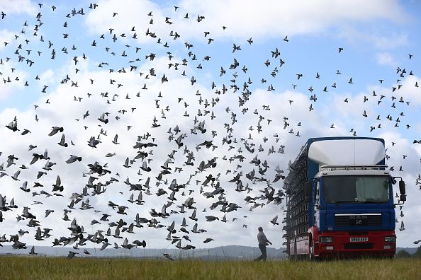 Pigeon racing