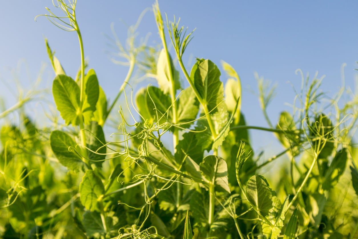 Pea Plant With No Pea Pods