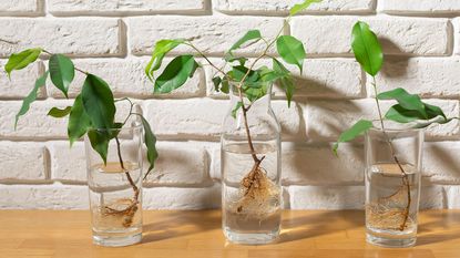three glass jars filled with water and ficus benjamin plant cuttings