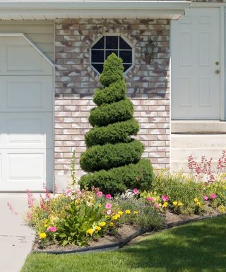 Spiral shaped topiary in a front yard
