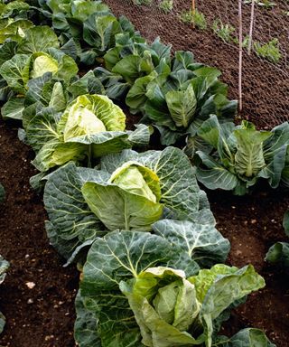 Cabbages growing in a vegetable garden