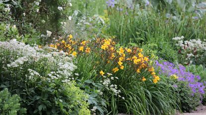 A herbaceous border flowering in summer