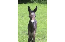 Mule-foal.jpg