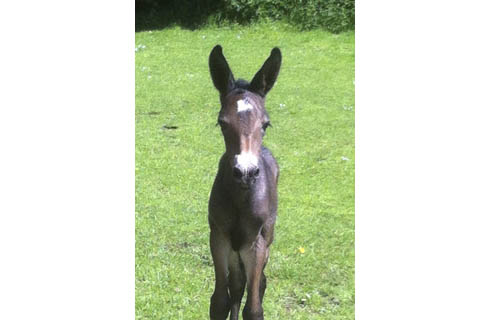 Mule-foal.jpg