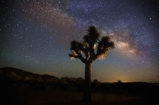 View of the stars at Joshua Tree National park in palm springs,
