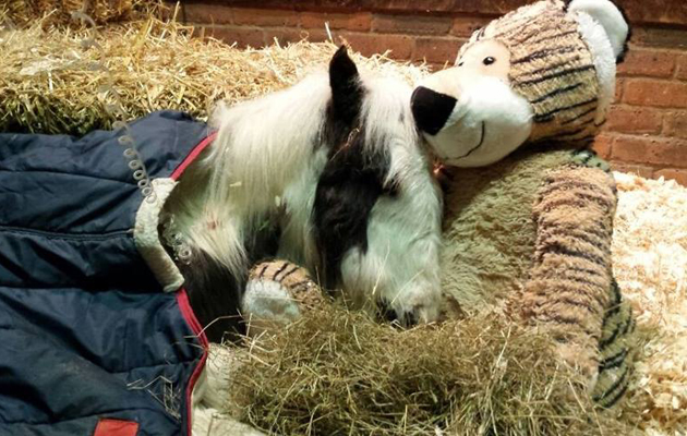 Gizmo the foal 3