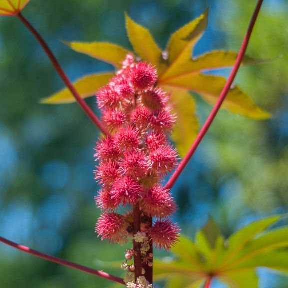 History Of Gibsonii Castor Bean | Gardening Know How