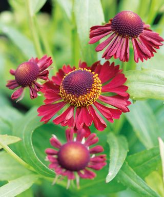 flowering Ruby Tuesday heleniums