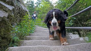 Bernese Mountain Dog walking down steps outside with owner behind in the distance