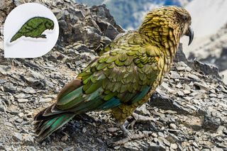 Lacoste X: Save Our Species, The Kakapo