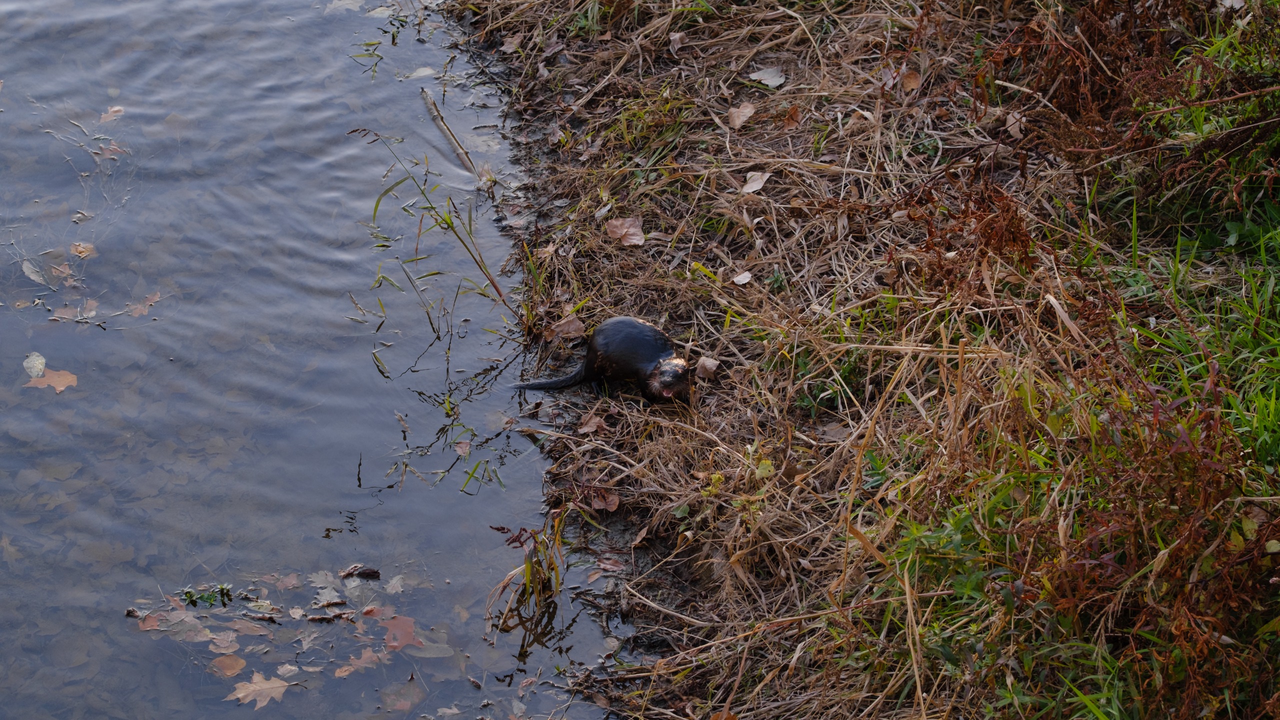 A North American River Otter catching fish in a river
