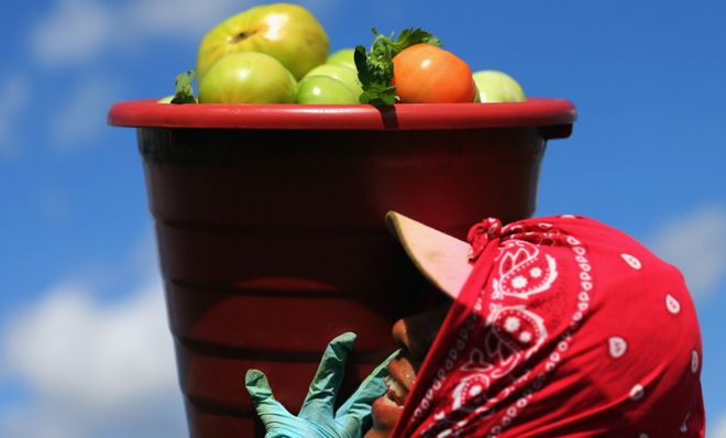 Tomato harvest