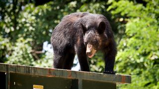 Black bear standing on dumpster