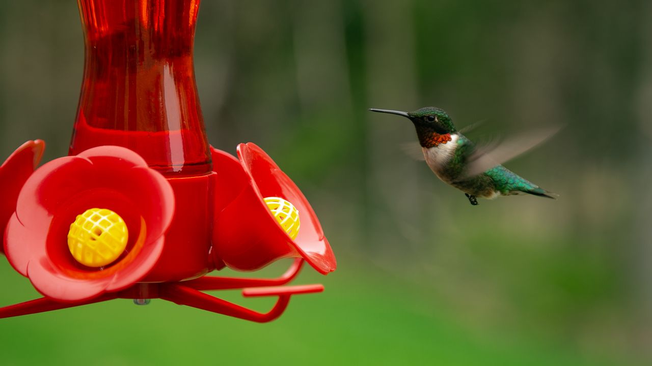 Hummingbird flying towards a hummingbird feeder