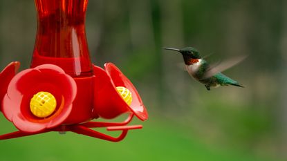Hummingbird flying towards a hummingbird feeder