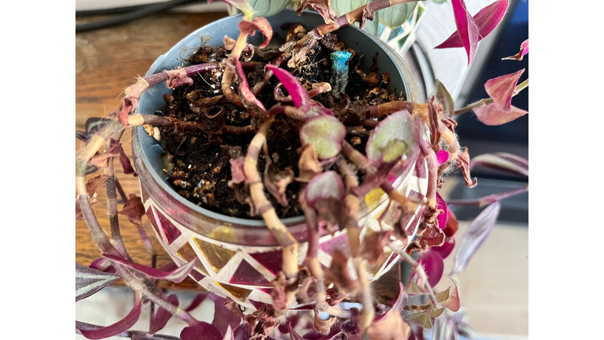 an old plant food stick still visible in a houseplant