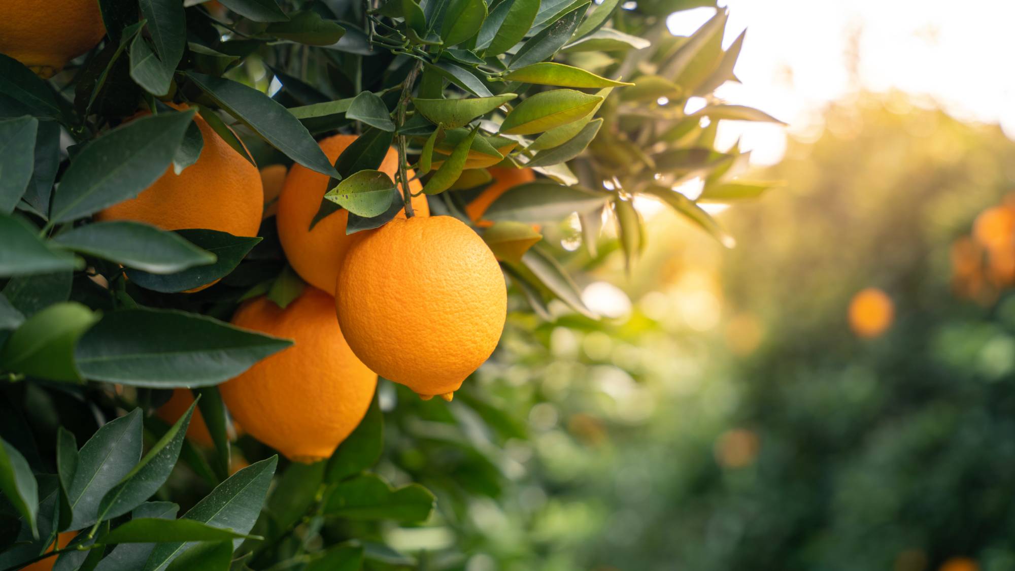 Oranges grow on tree in orchard