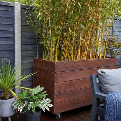 garden with moveable planter with bamboo, chair on the right, painted fence 
