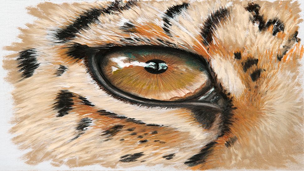 How To Illustrate Animal Eyes Creative Bloq   KGmB9WWVbSuinswWp8ysbg 970 80 