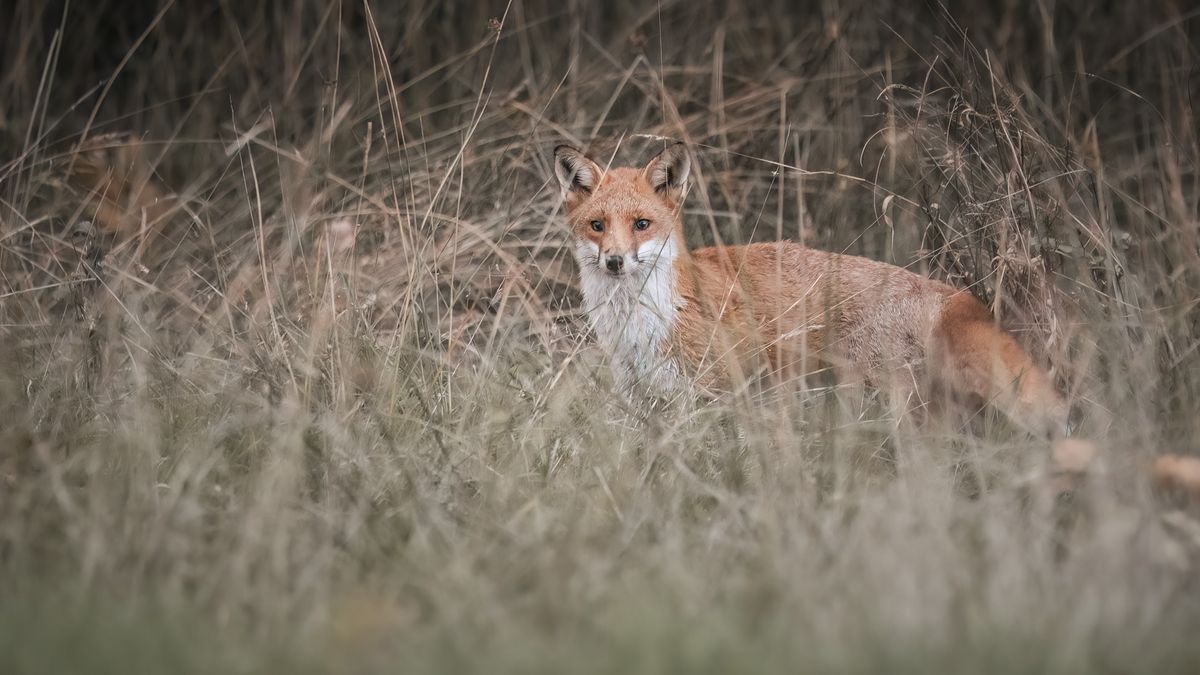 A photograph by Brian Johnston of a young fox
