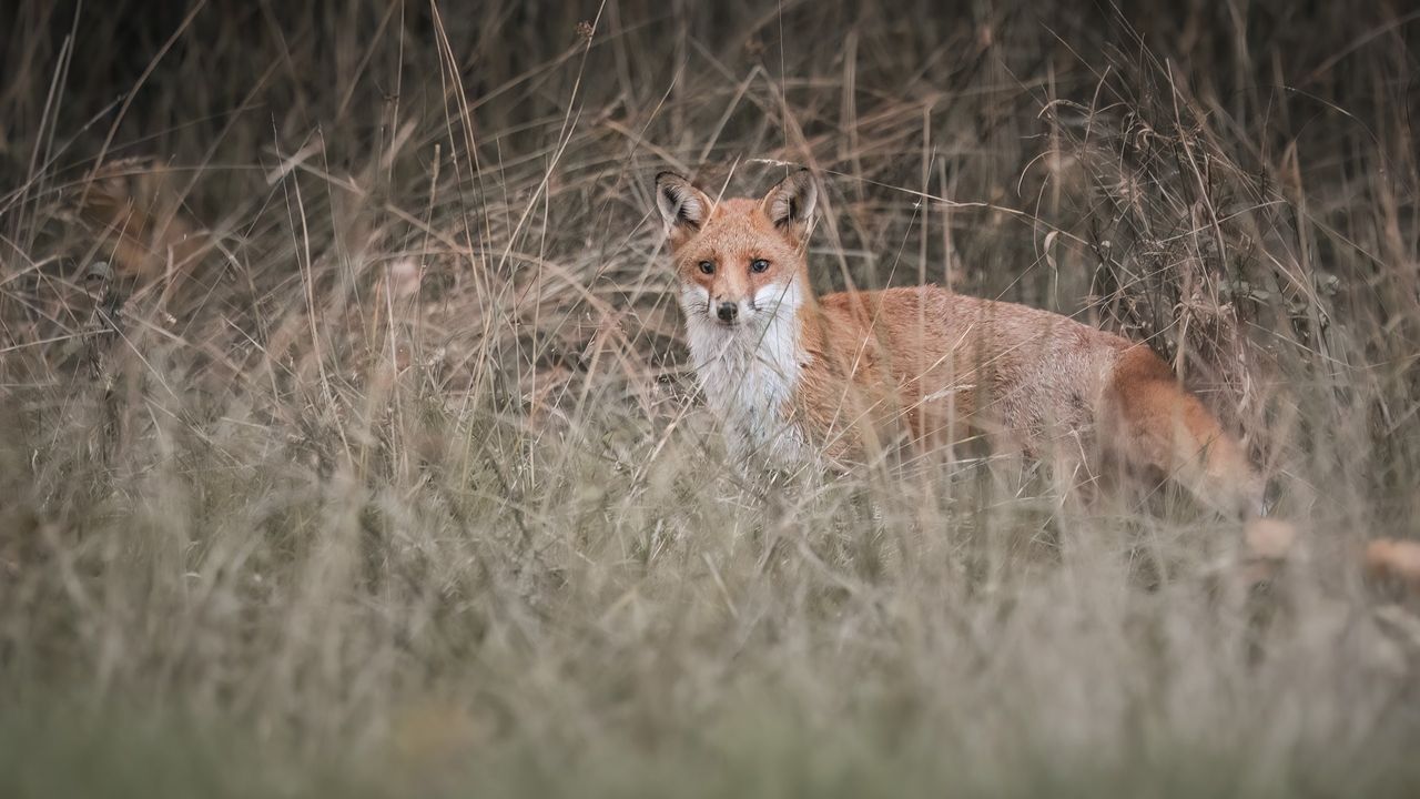 A photograph by Brian Johnston of a young fox