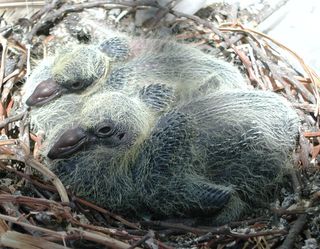 baby pigeon