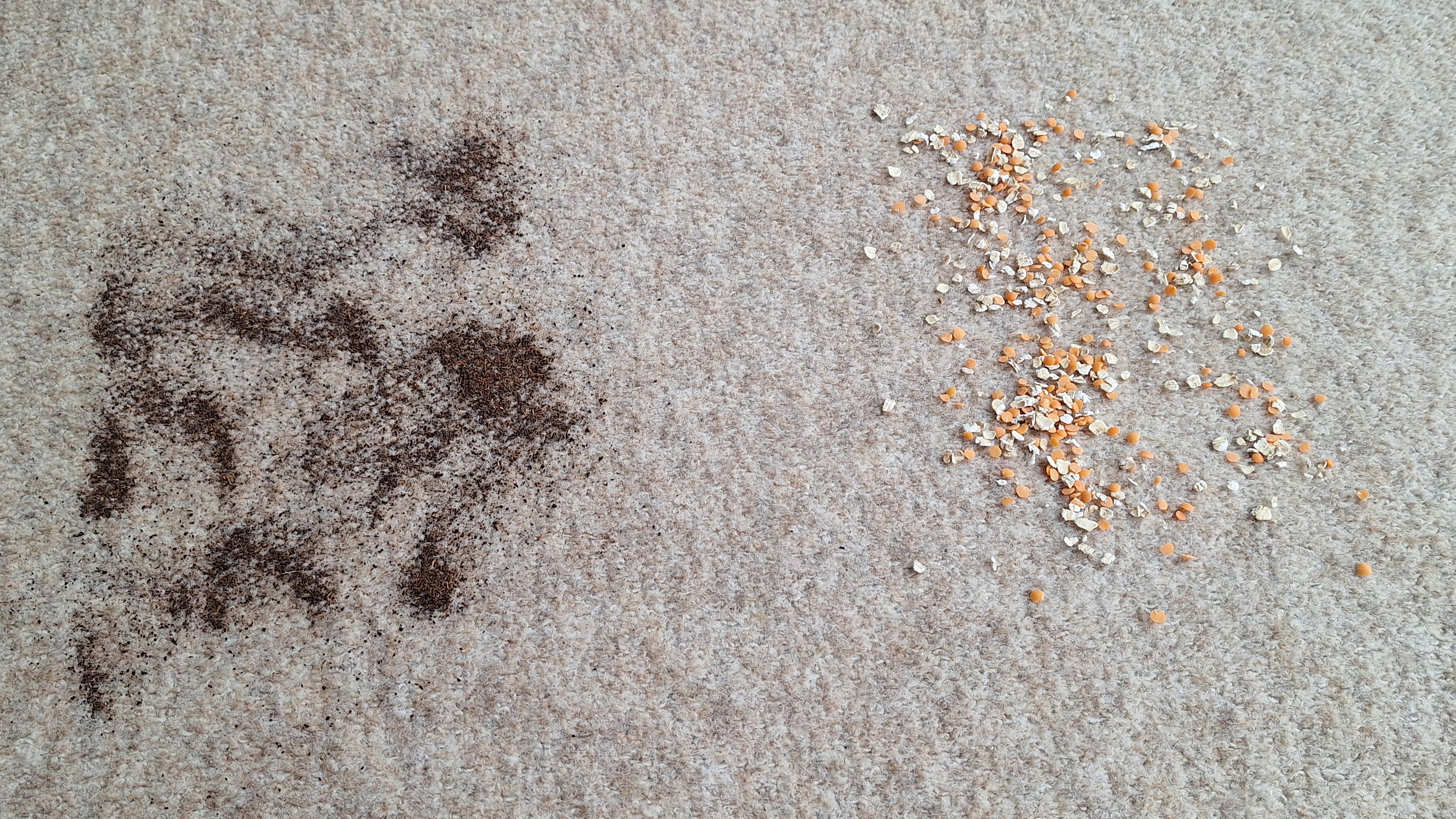 Dry tea and oat / lentil mix on carpet