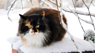 tortie ragamuffin cat sitting in snow