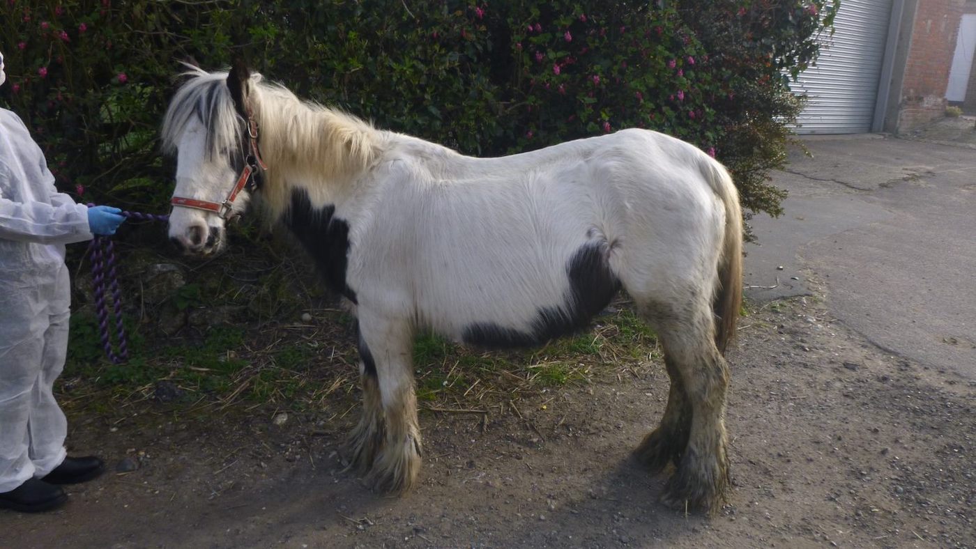 rescue horse