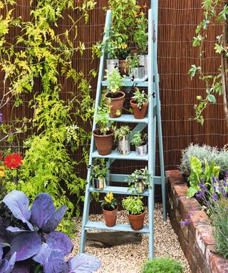 Ladder with pots on each rung in a narrow garden