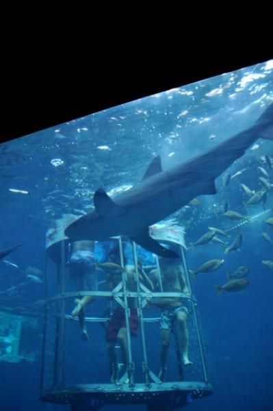 Post World Cup recovery swim with the sharks