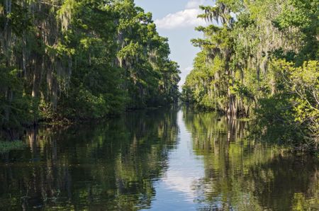 Green banks of the Mississippi 