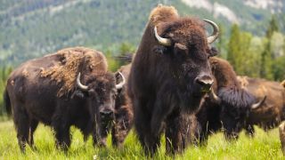 Herd of American bison