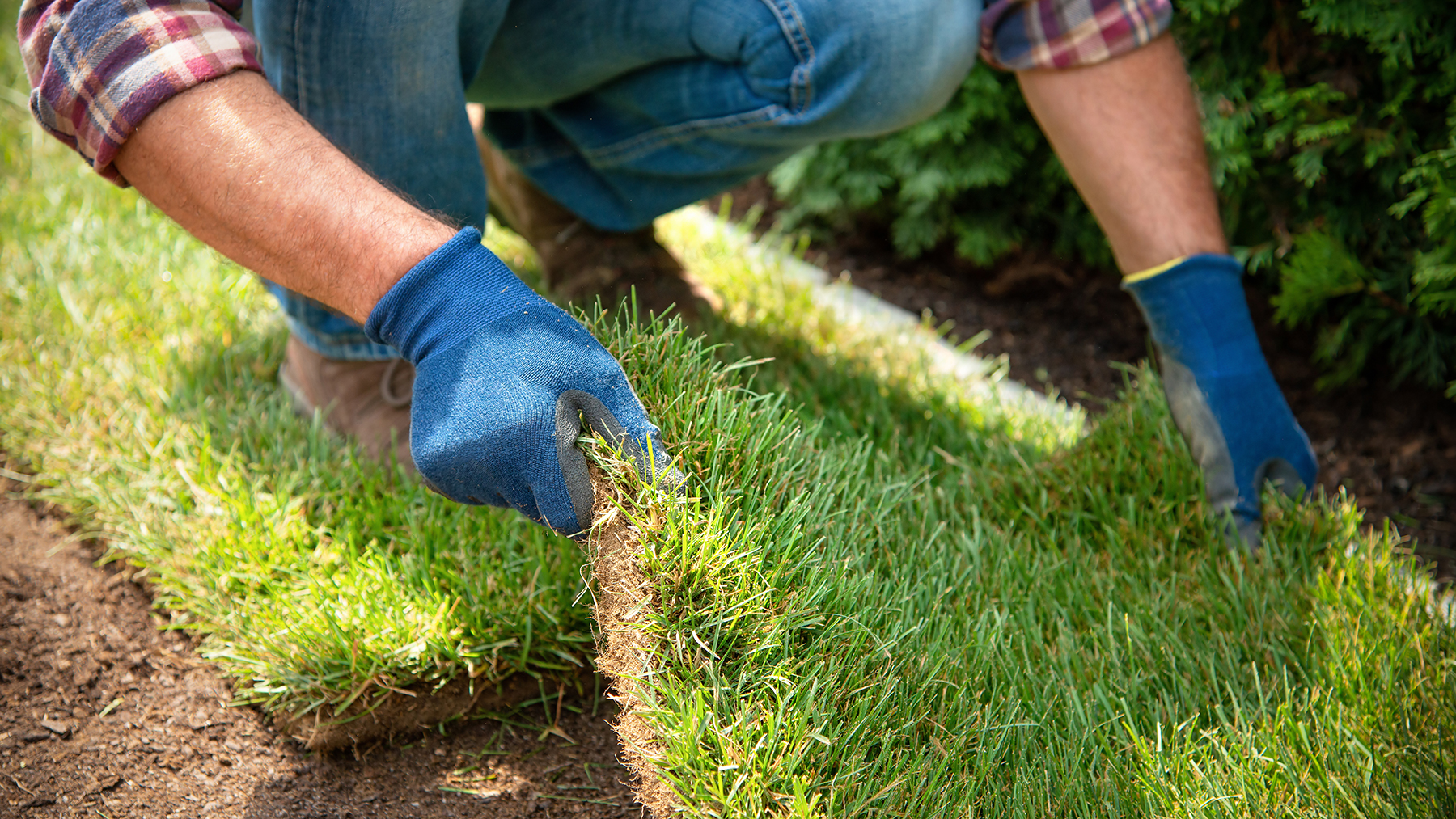 Man laying new turf in a garden