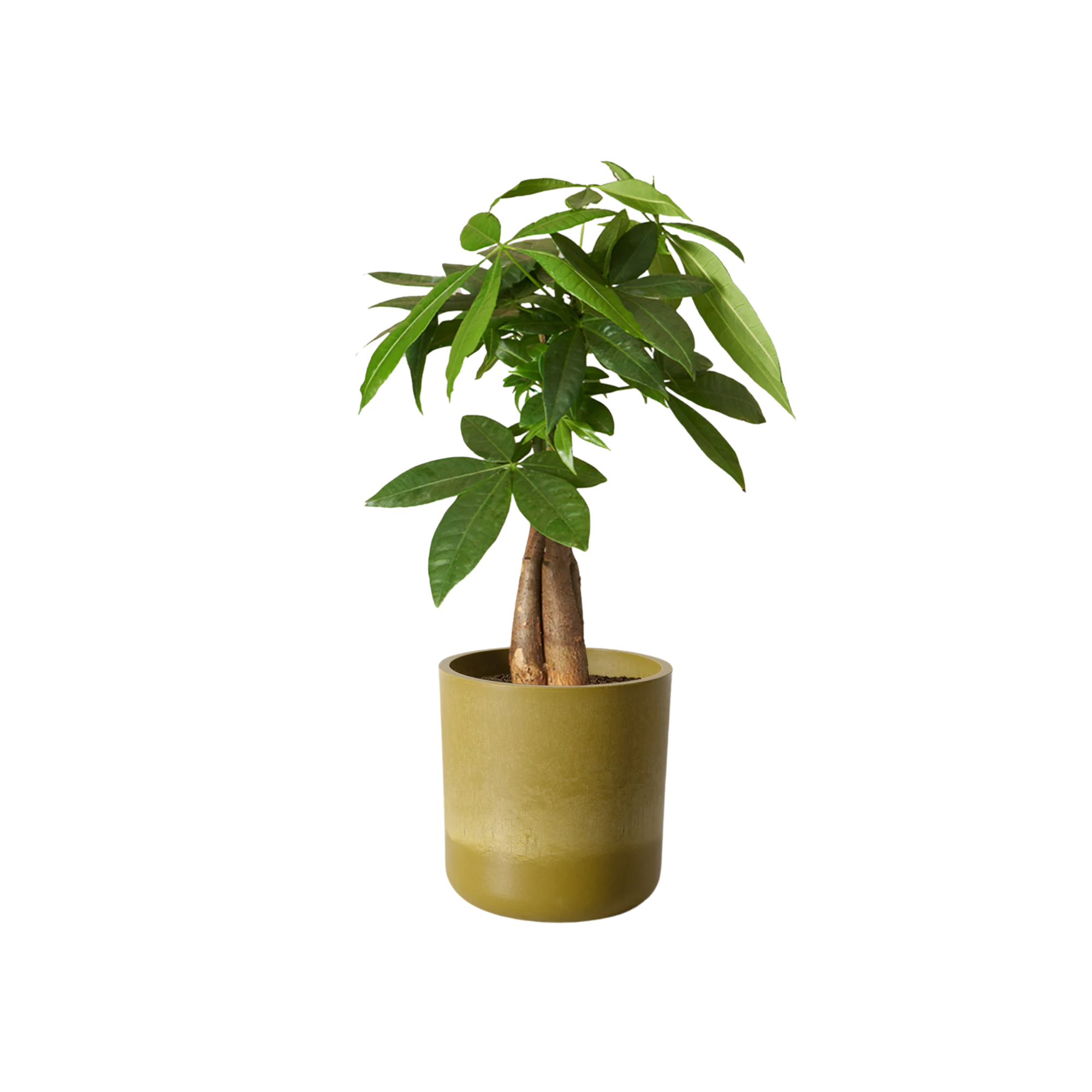 small tree with green leaves in a chartreuse pot