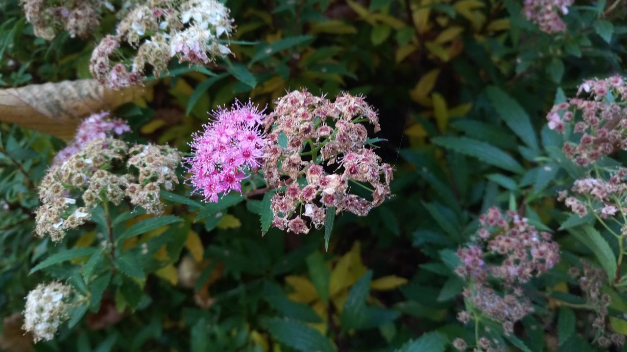 Macro shots look great, once the fussy focus works.