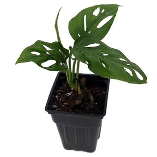 A small Monstera in a black plastic grow pot against a white background