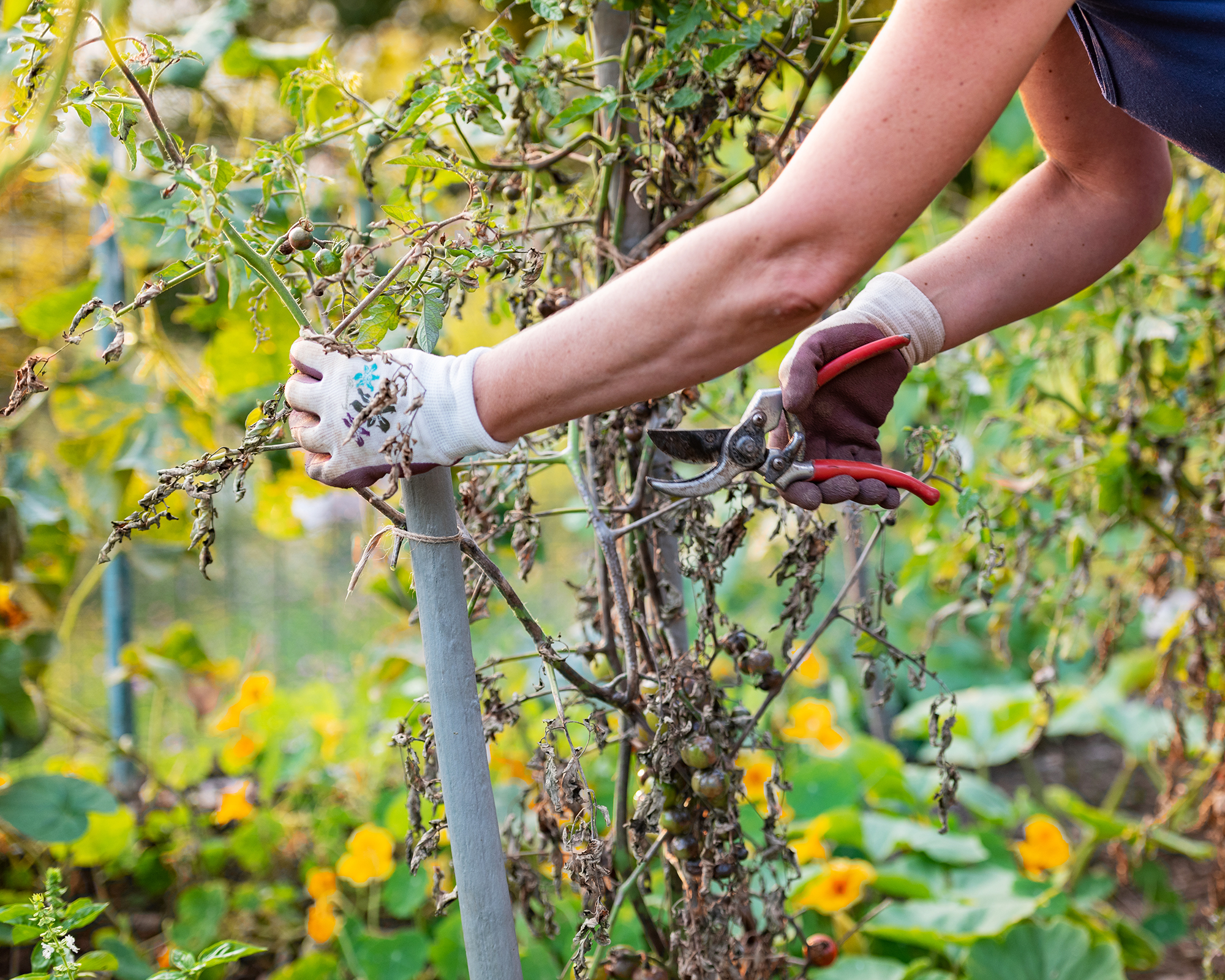 Gardener removed diseased tomato plants