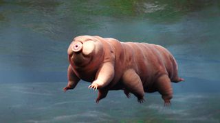 Tardigrade