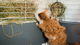 Guinea pig standing up to eat his hay