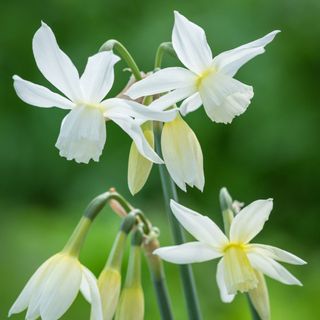 Sarah Raven Narcissus Thalia