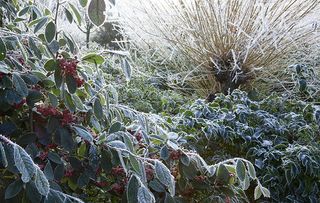 Salix alba subsp. vitellina 'Britzensis', Cotoneaster lacteus and mahonia in hoarfrost, Mahonia aquifolium 'Smaragd' in December at Anglesey Abbey, Cambridgeshire.