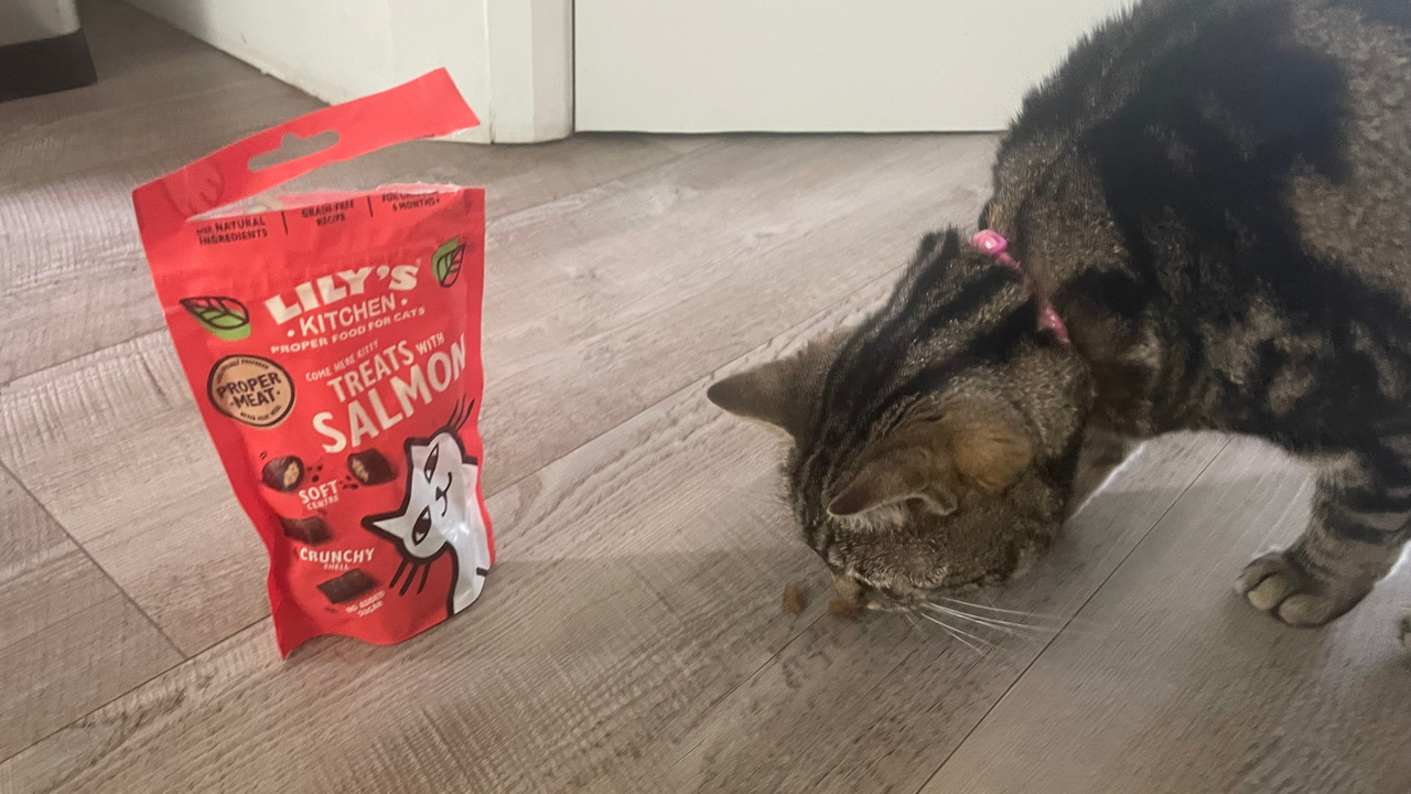 Nala eating Lily's Kitchen's Treats, best cat treats