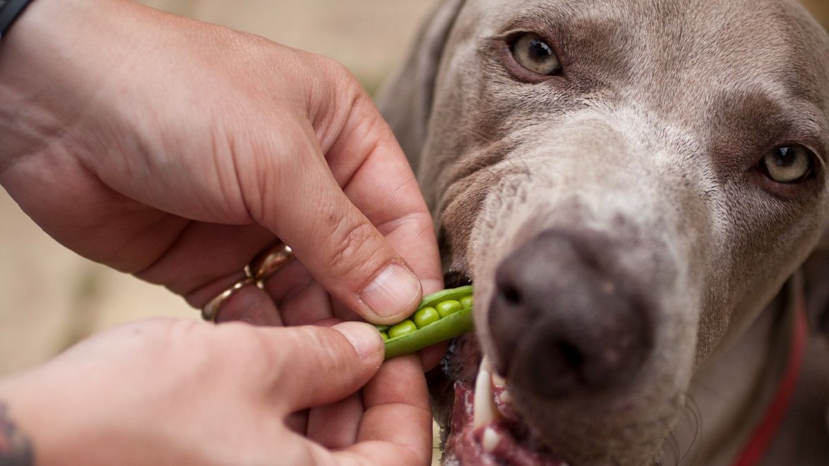 Can dogs eat peas? Dietary advice and feeding tips PetsRadar