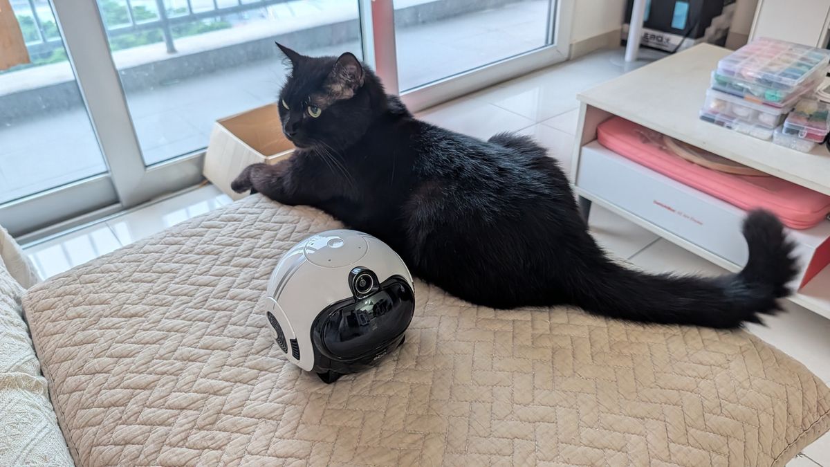 Enabot EBO Max family bot and a black cat in a house