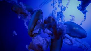 Glowing jellyfish in an aquarium