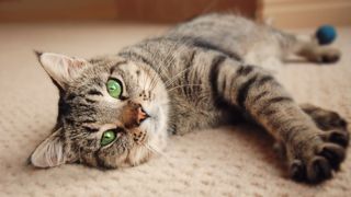 Green-eyed cat relaxing on a cream carpet