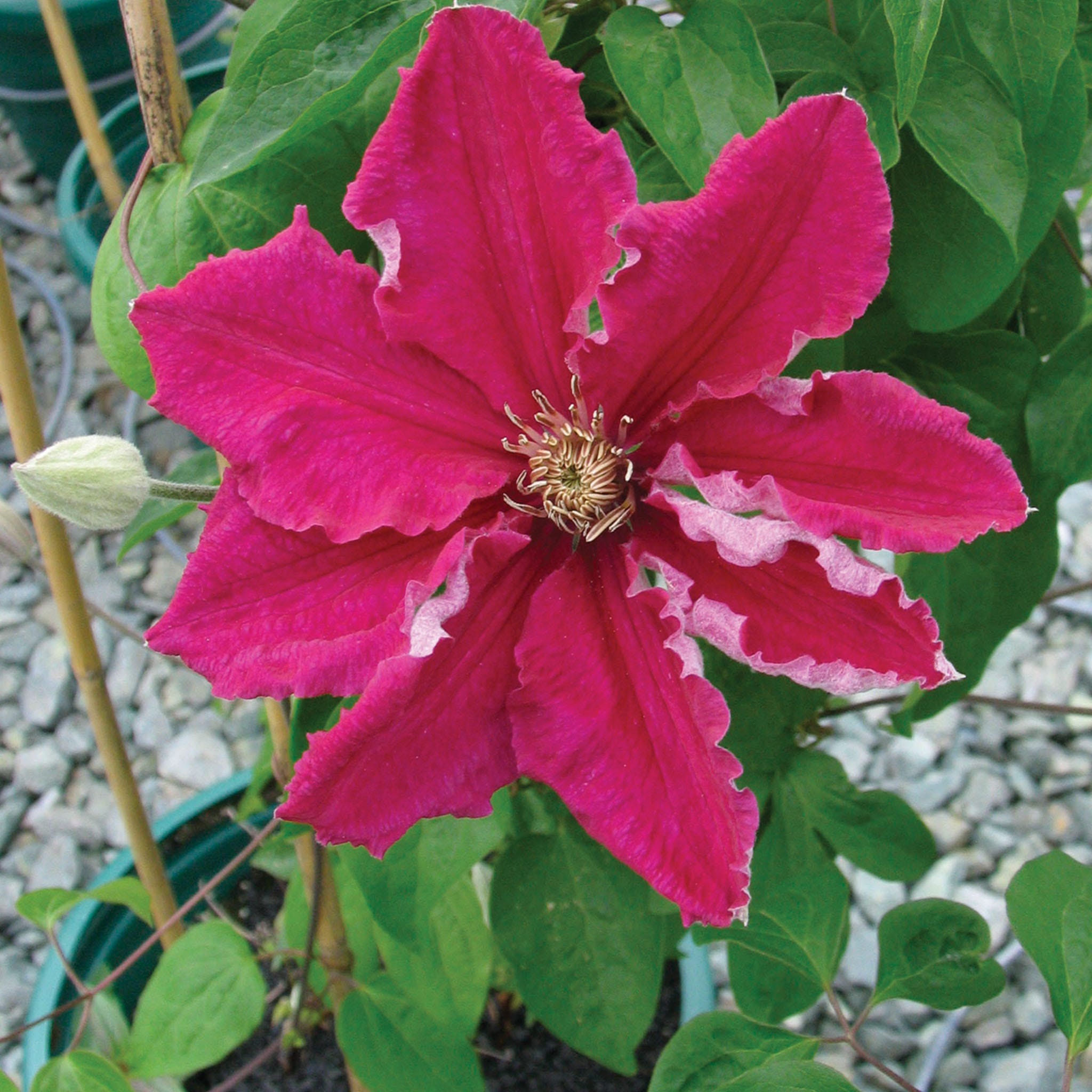 Ernest Markham (red) Clematis Plant