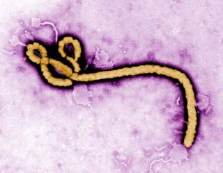 The Ebola virus