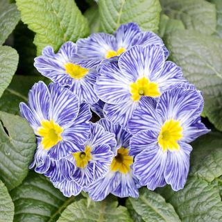 Primula 'Zebra Blue' 